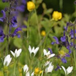 Bild0041 - Blumen