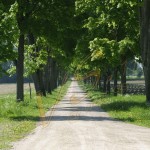 Bild0045 - Neuburg - Schloss Grünau - Allee