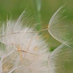Bild0167 - Batya - Löwenzahn
