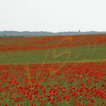 Bild0248 - Lositza - Mohnfeld