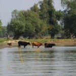 Bild0403 - Donaudelta - Kühe