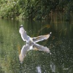 Bild0428 - Donaudelta - Möwe