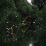 Bild0522 - Donaudelta - Vögel