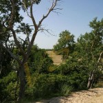 Bild0566 - Letea - Dünenlandschaft