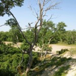 Bild0567 - Letea - Dünenlandschaft
