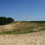 Bild0569 - Letea - Dünenlandschaft